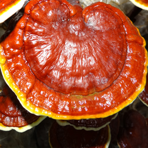 Best Reishi Extract for Immune Health