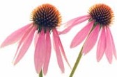 echinacea.jpg